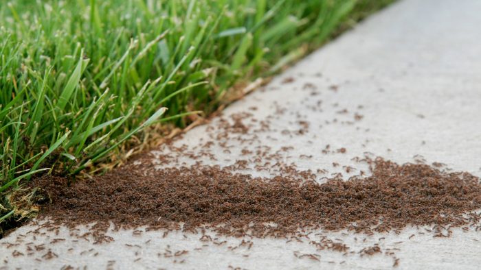 kissimmee pest control, fire ants in lawn, lawn pest control, pearce lawn care