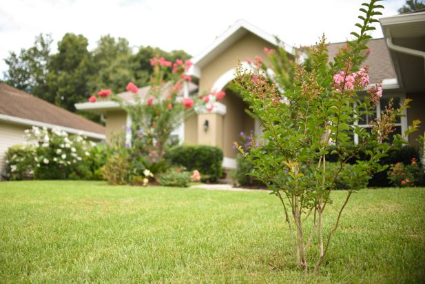 florida tree and shrub care, florida front yard landscape, melbourne fl, pearce lawn care
