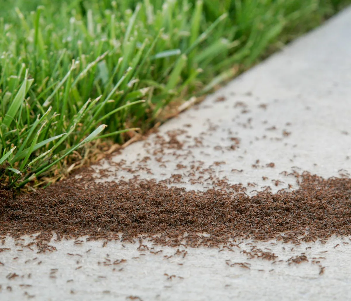 fire ant mound and fire ants in grass